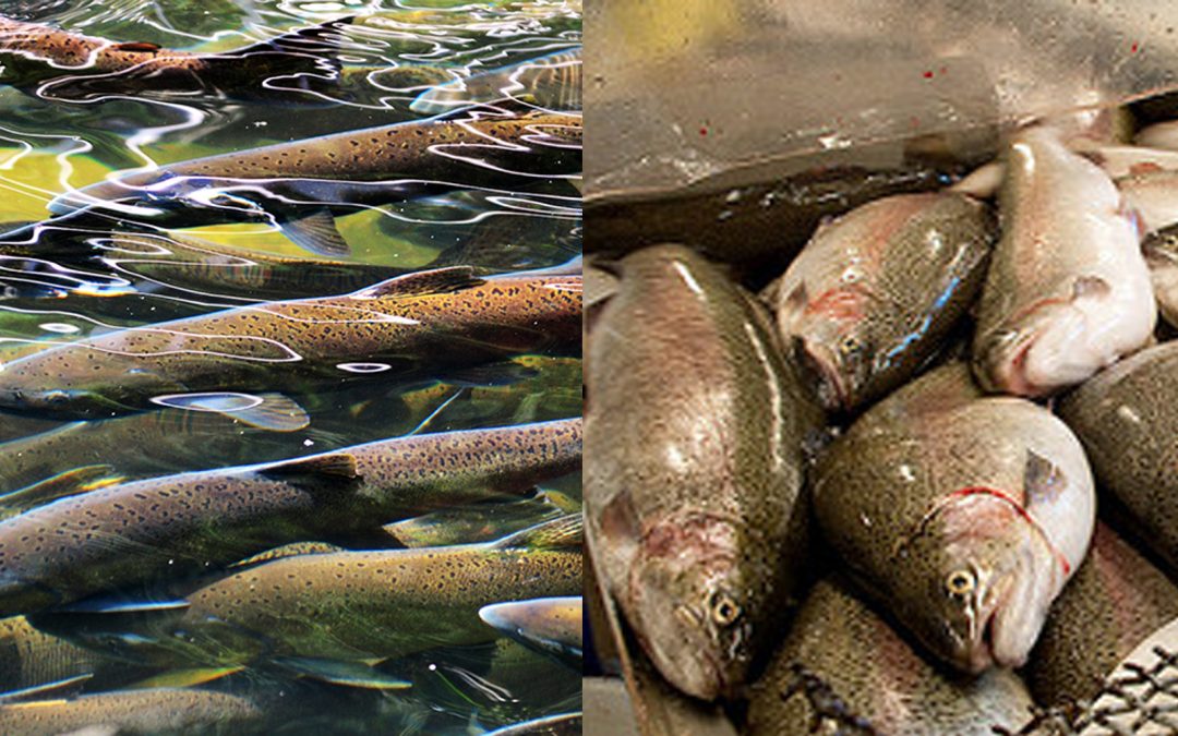 The B.C. salmon farming conundrum