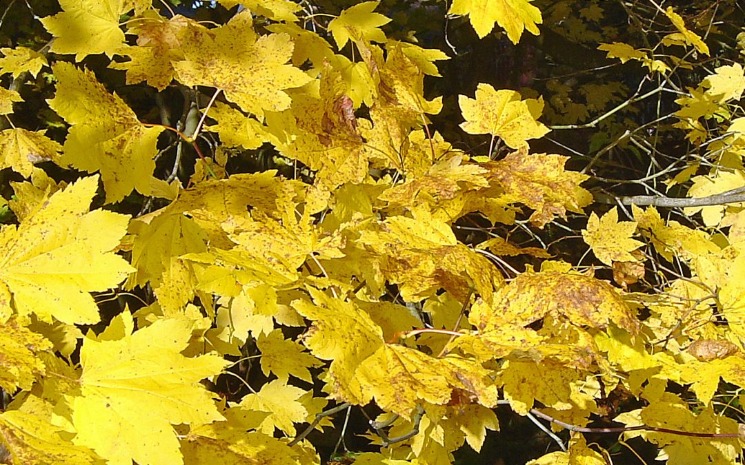 Turning the wheel – reflections on the season