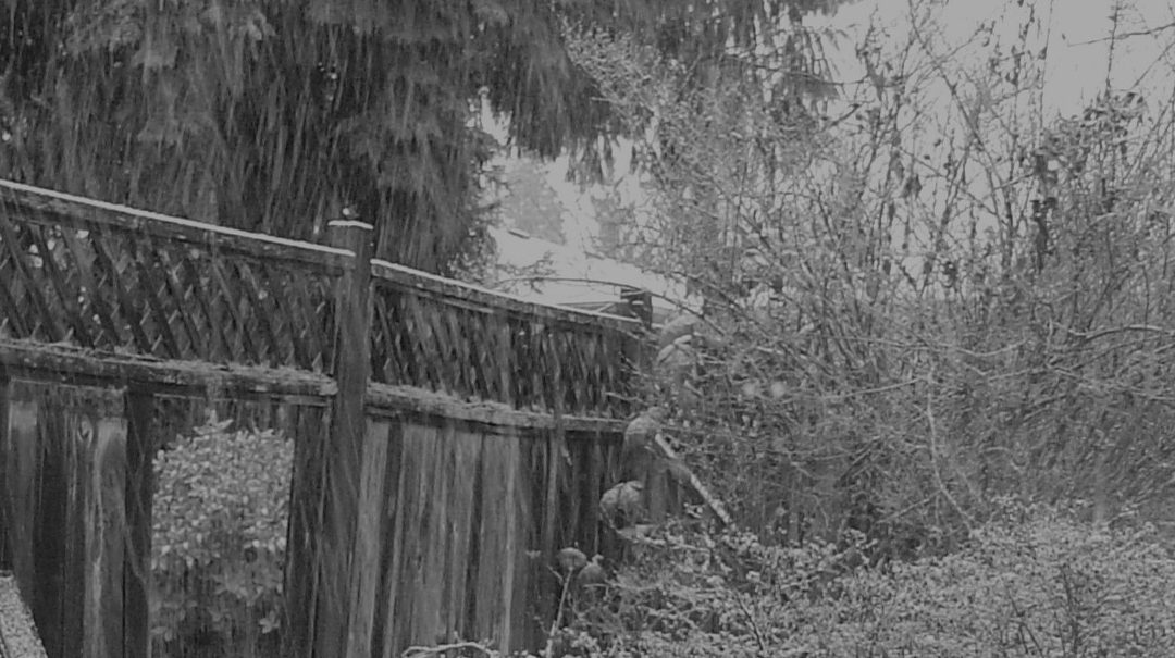 February Gloom