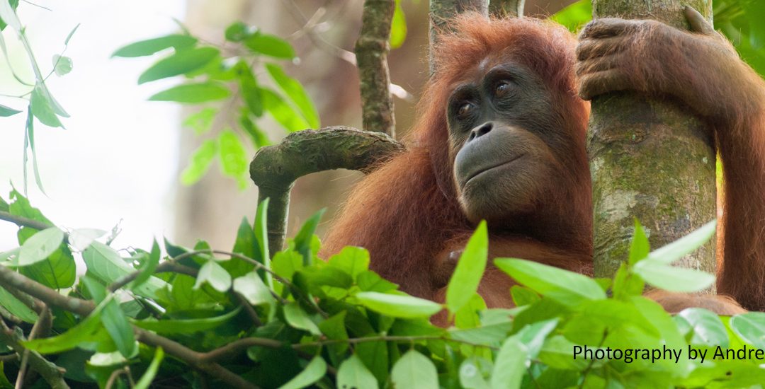 On enlightenment and orangutans