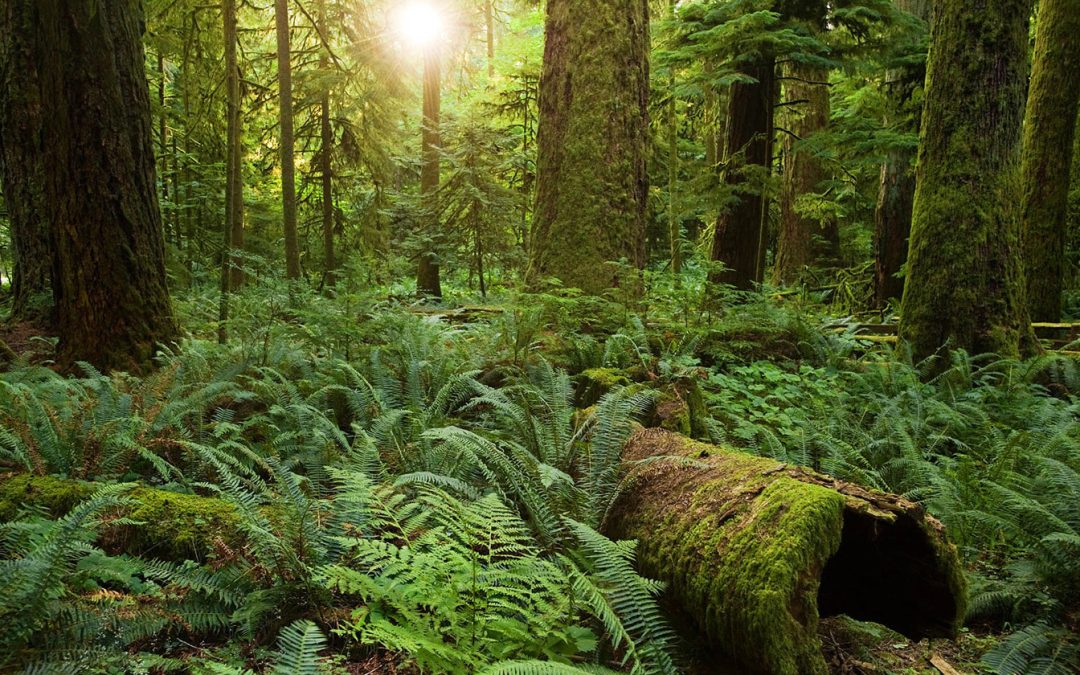 It’s wrongheaded to protect nature with human-style rights