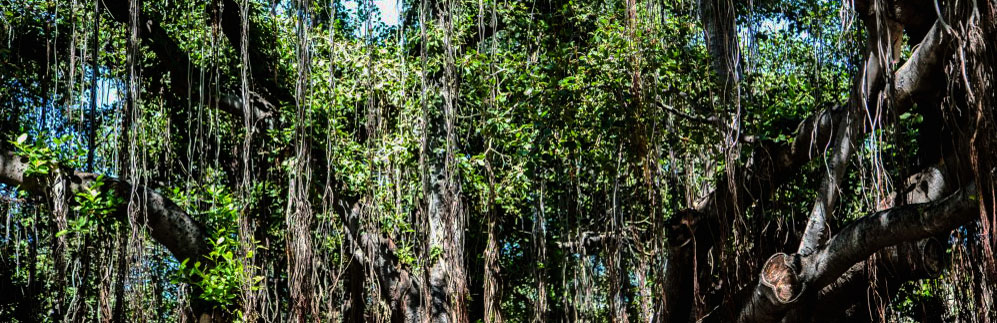 The tree of knowledge is not an apple or an oak but a banyan