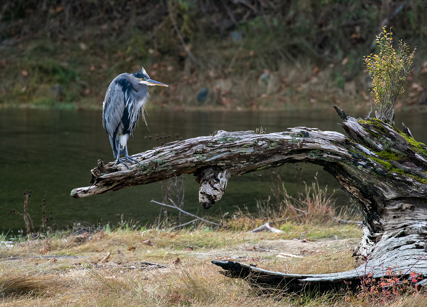 3-Heron Waiting(W)-Tony Keen Foundations of Sustainability